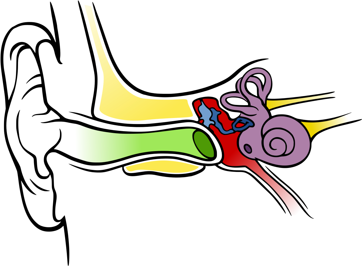 stay-tuned-hearing-audiologist-ear-diagram