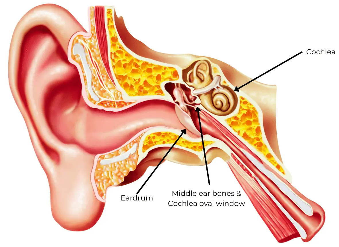 Graphic of cochlea, eardrum, and middle ear