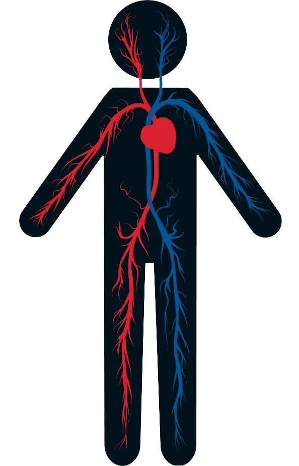 Graphic of the vascular system of the body
